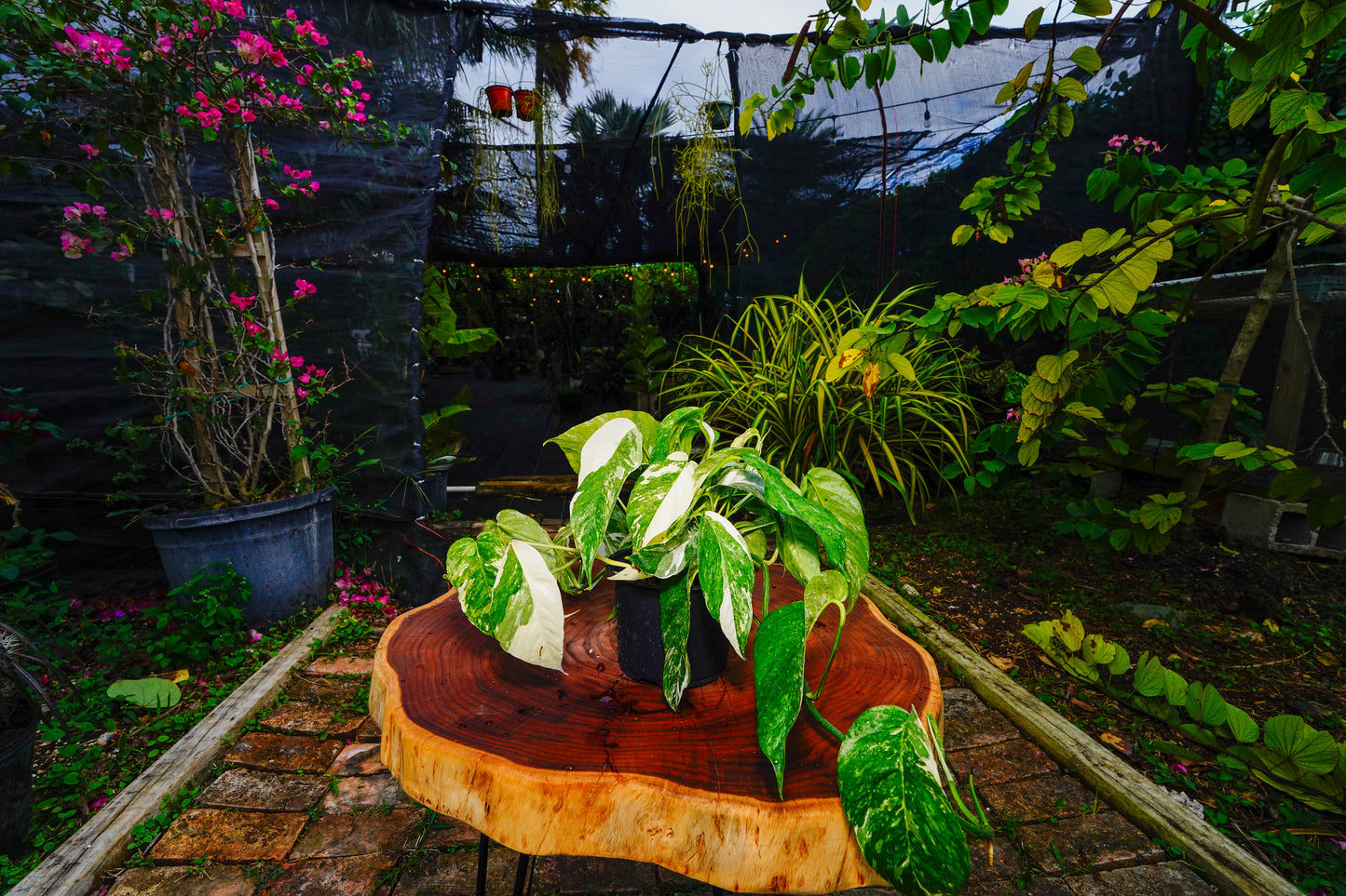 Epipremnum pinnatum 'Albo-Variegata' 6" Pot