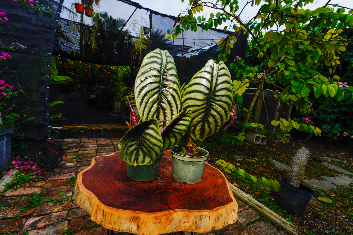Large Alocasia Cuprea 6" Pot