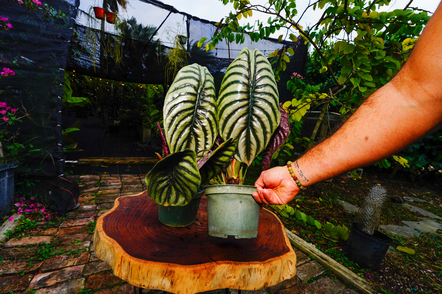 Large Alocasia Cuprea 6" Pot