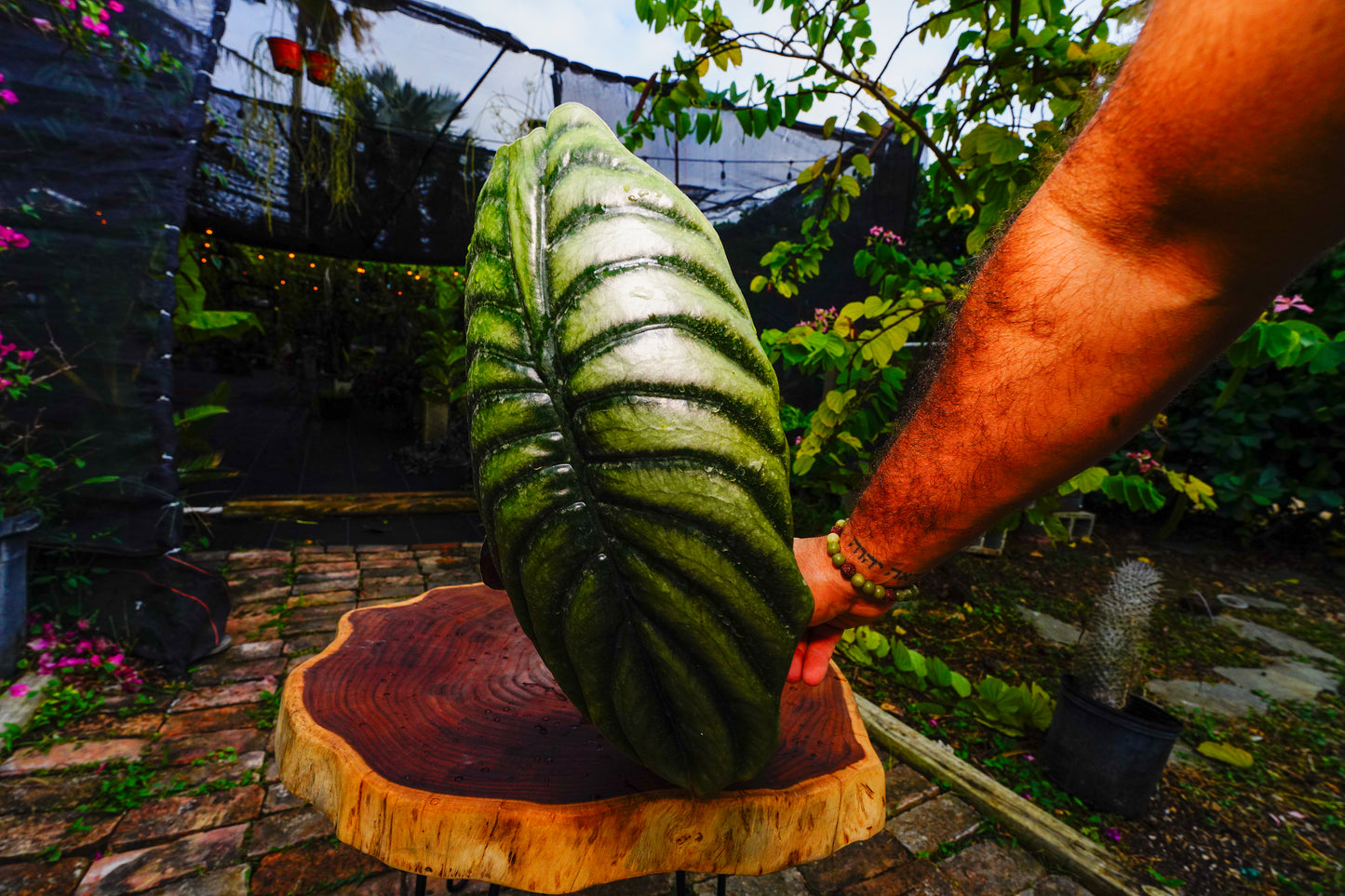 Large Alocasia Cuprea 6" Pot