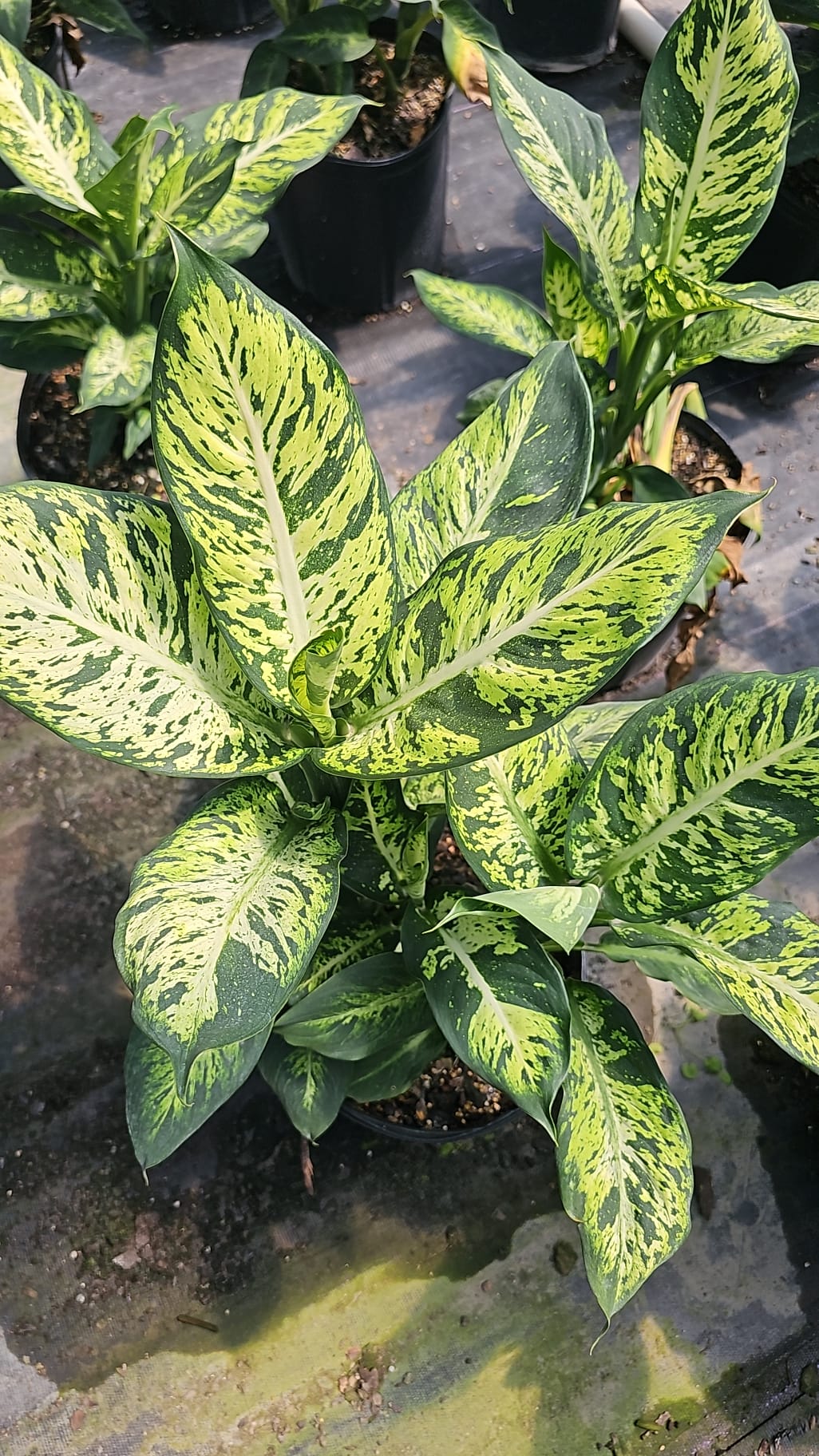 Dieffenbachia Sublime plant in a black nursery pot, featuring large green leaves with unique yellow variegation. Perfect for adding a pop of color to your home.