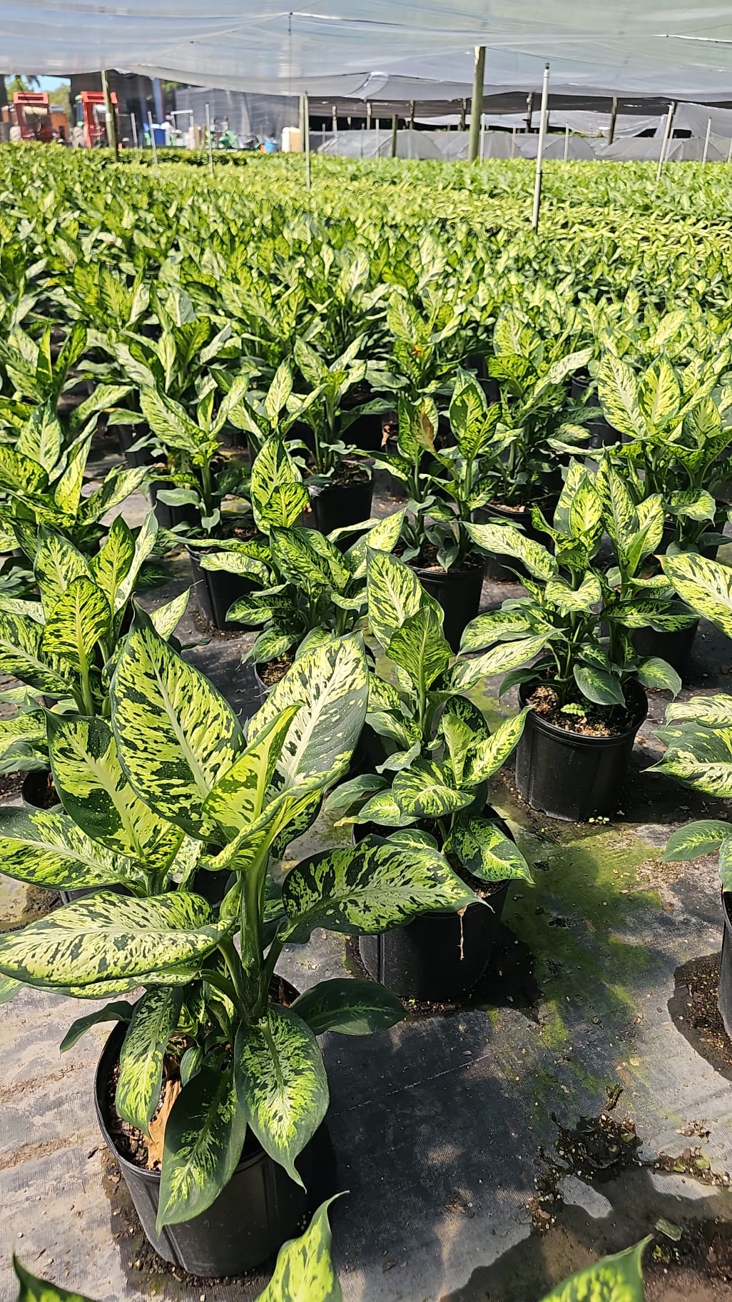 Dieffenbachia Sublime plants in nursery pots, showcasing their vibrant green and yellow foliage. Low-maintenance indoor plant.