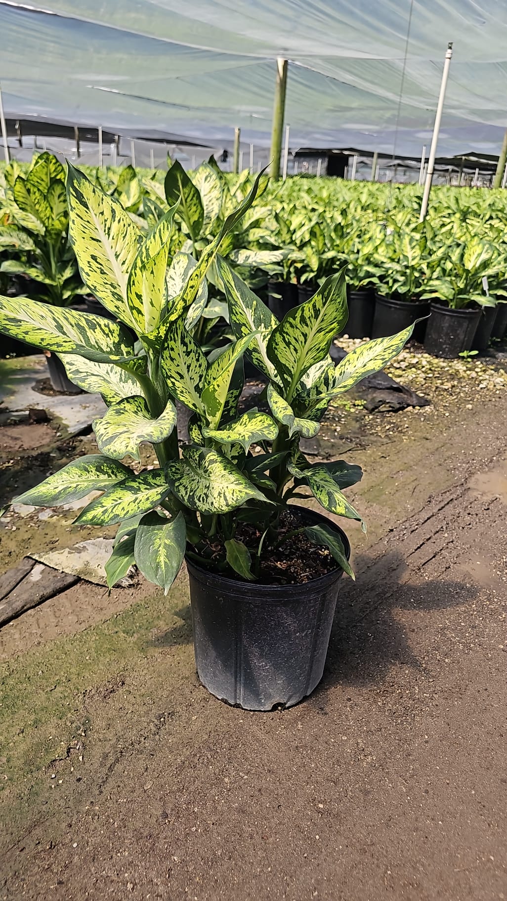 Dieffenbachia Sublime plant with variegated green and yellow leaves in a nursery setting. Ideal houseplant for indoor decor.