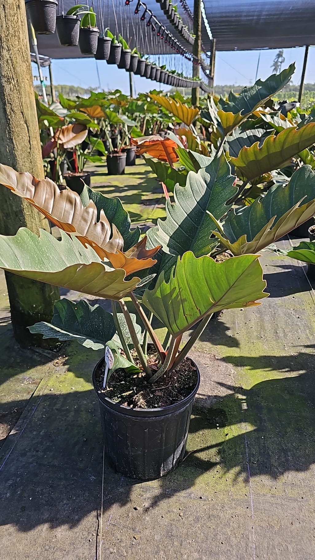 philodendron cf. malesevichiae Philodendron Chocolate Empress – Edens Tropical
