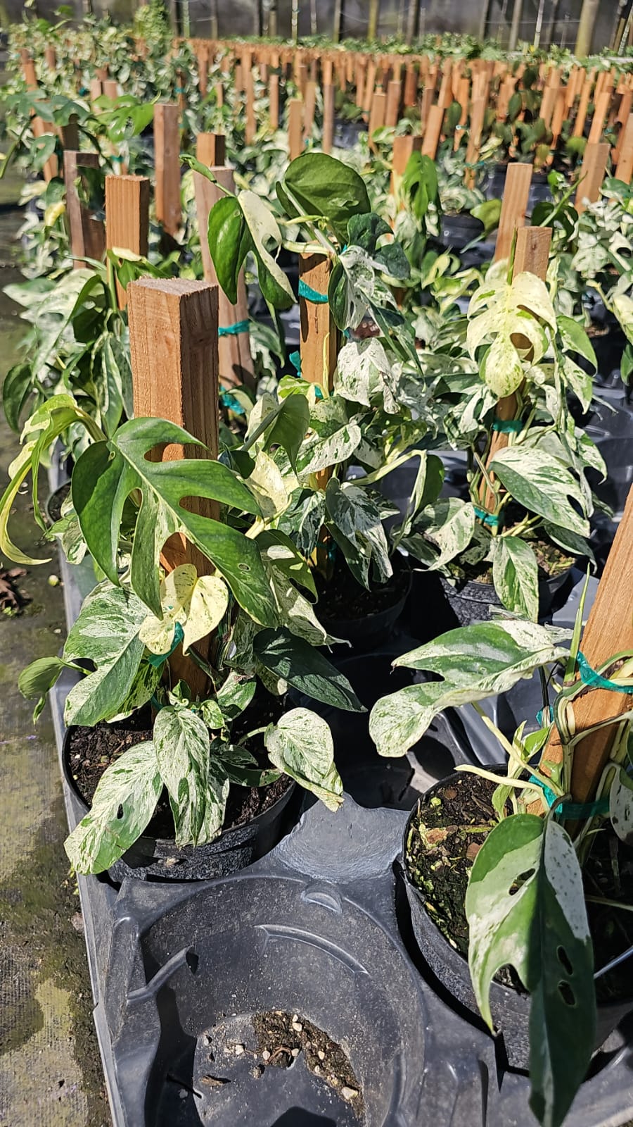 Philodendron Pinnatum Marble Flame plant displaying its vibrant green and white variegated foliage