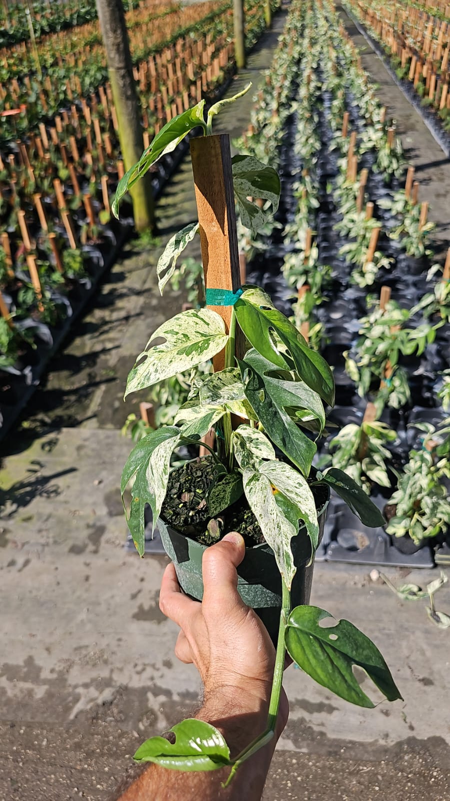 Close-up of Philodendron Pinnatum Marble Flame showcasing its unique marble-like leaf patterns