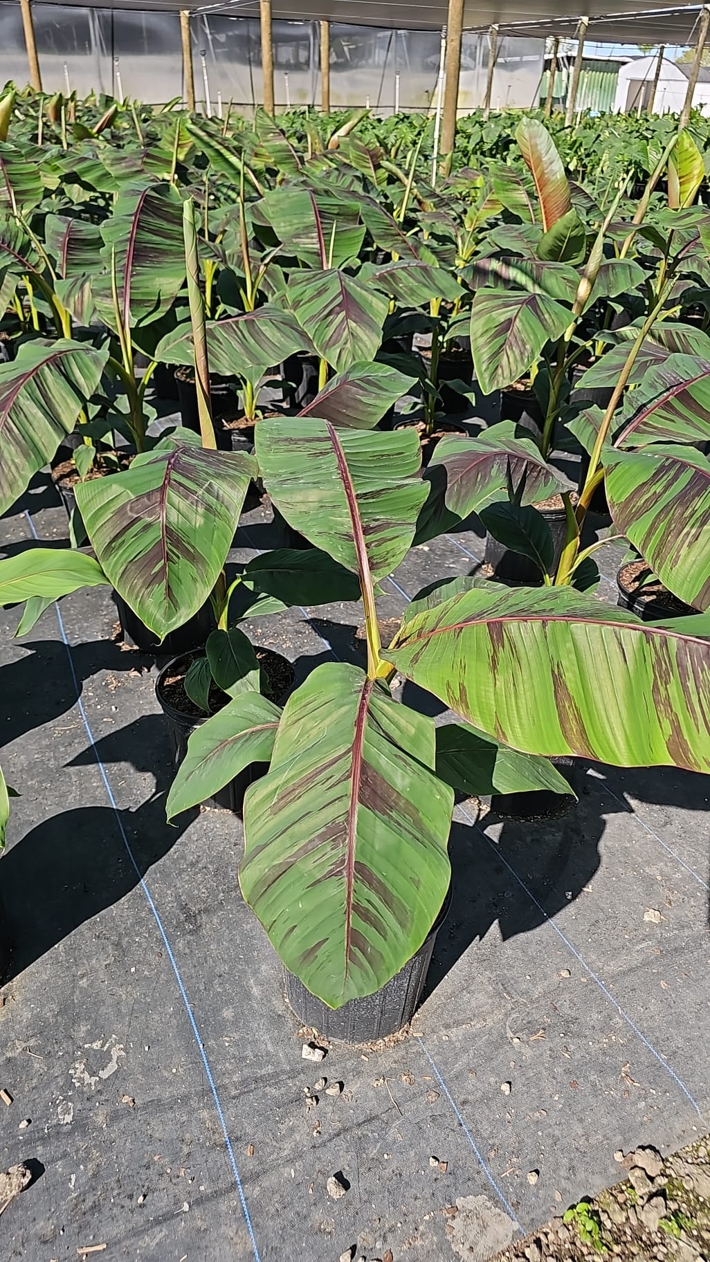 Red Banana plant with broad leaves and vibrant red accents in a tropical garden