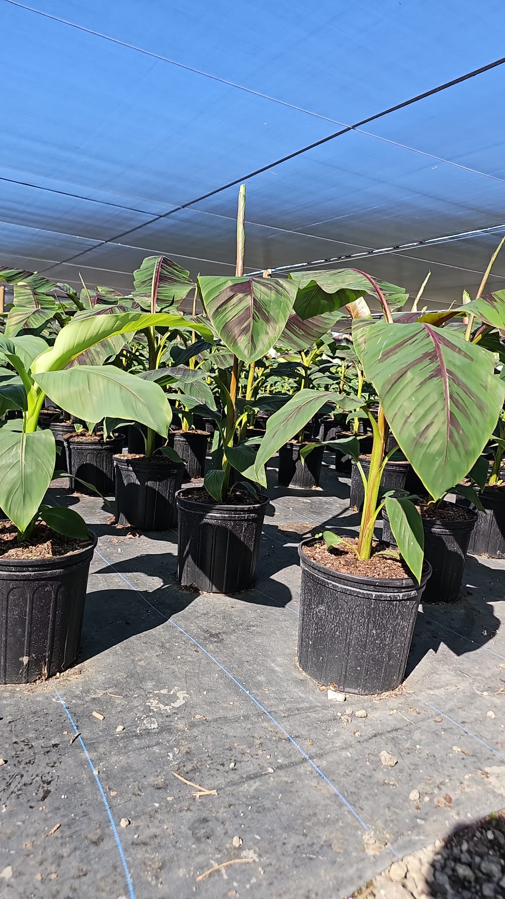 Beautiful Red Banana plant with dark green leaves and reddish-purple stems