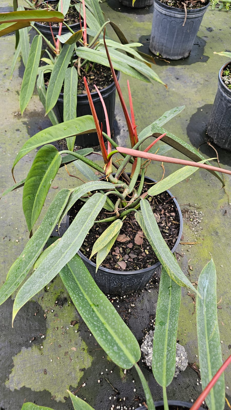 Philodendron Bi-Color – Vibrant Foliage for a Lush Tropical Look (3-Gallon Specimen)