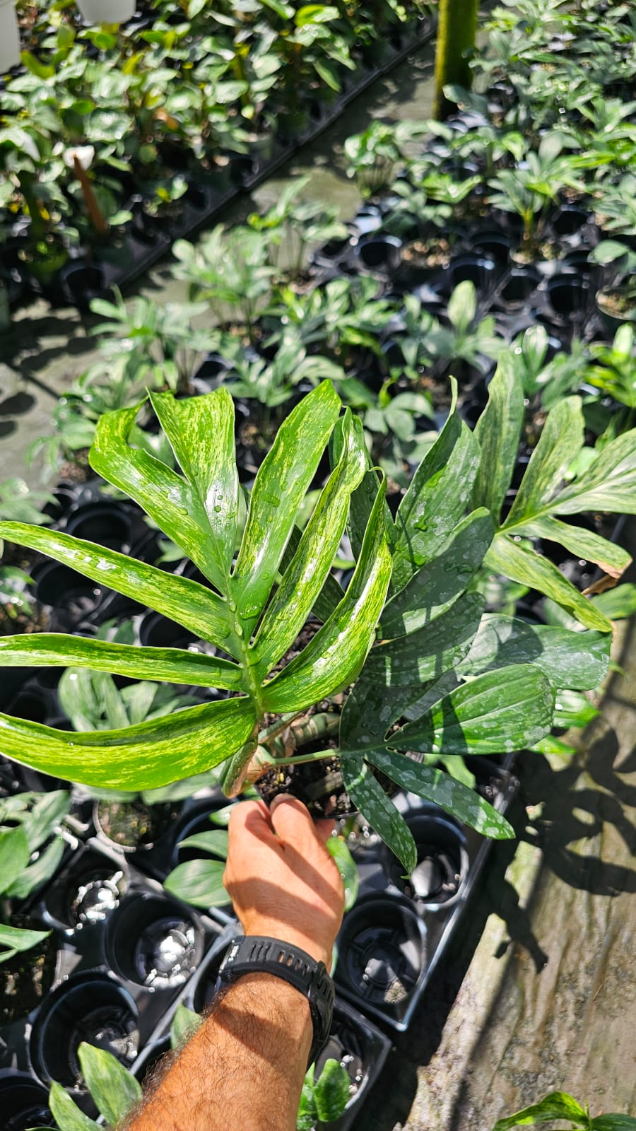 Rhaphidophora Decursiva Variegata – Rare Collector’s Plant (3-Gallon Large Specimen)