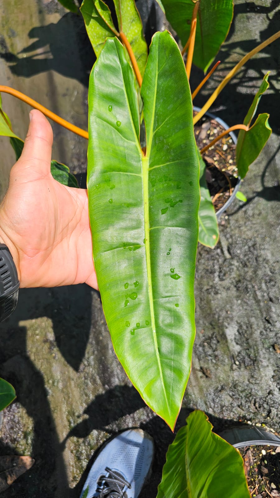 Philodendron Billietiae – Stunning Large-Specimen (3-Gallon Pot