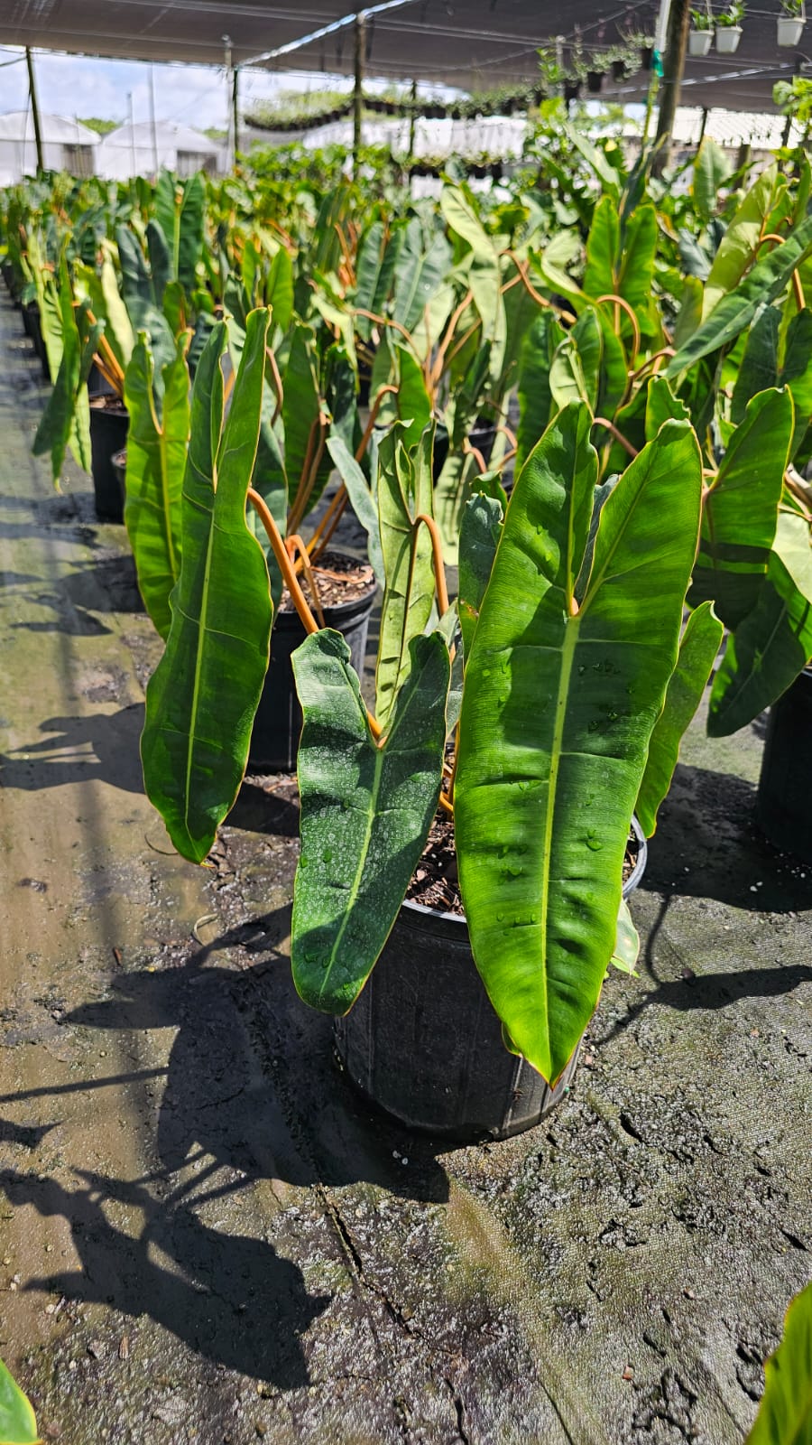 Philodendron Billietiae – Stunning Large-Specimen (3-Gallon Pot