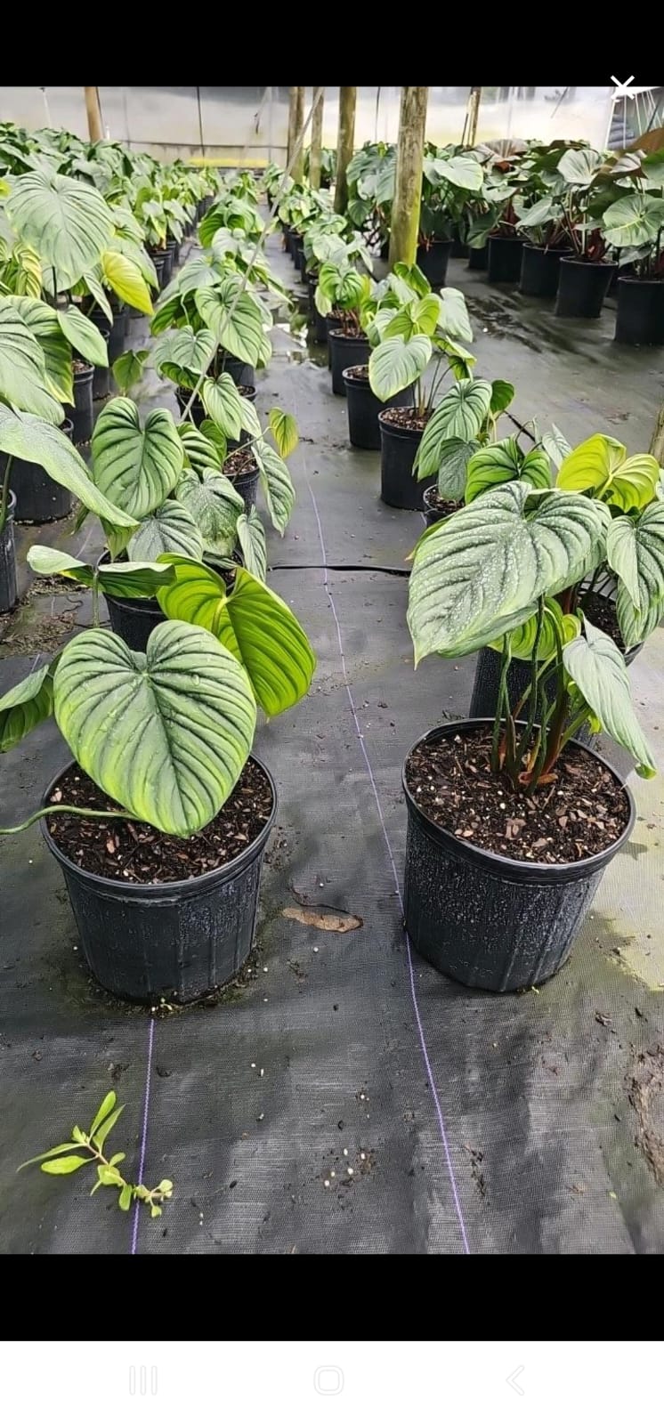 gal philodendron Philodendron Peltatum – Rare Climbing Beauty (3-Gallon Specimen)