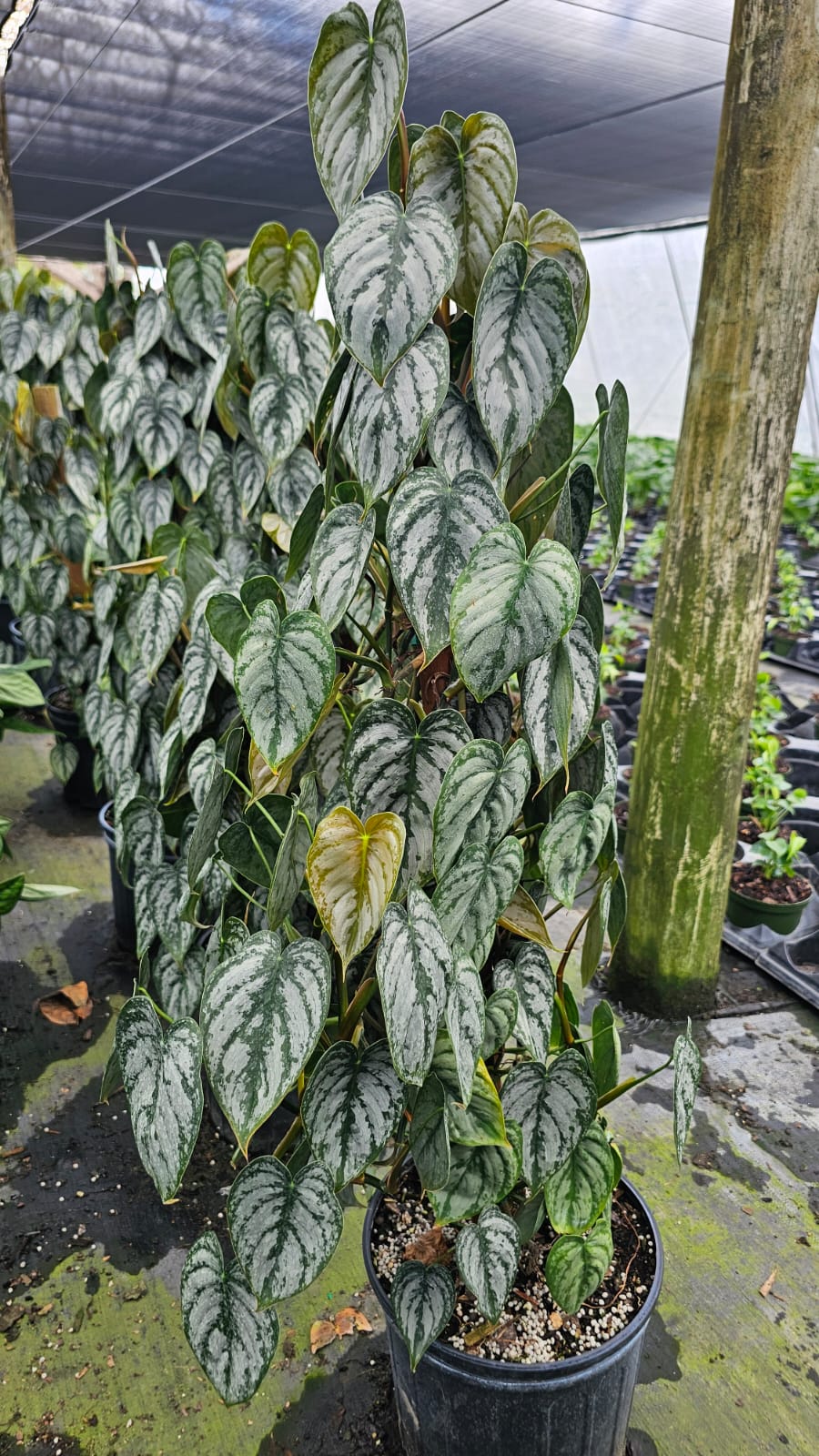 philodendron brandtianum moss pole Philodendron Brandtianum 3 Gallon Large Plant Totem Pole – Edens Tropical