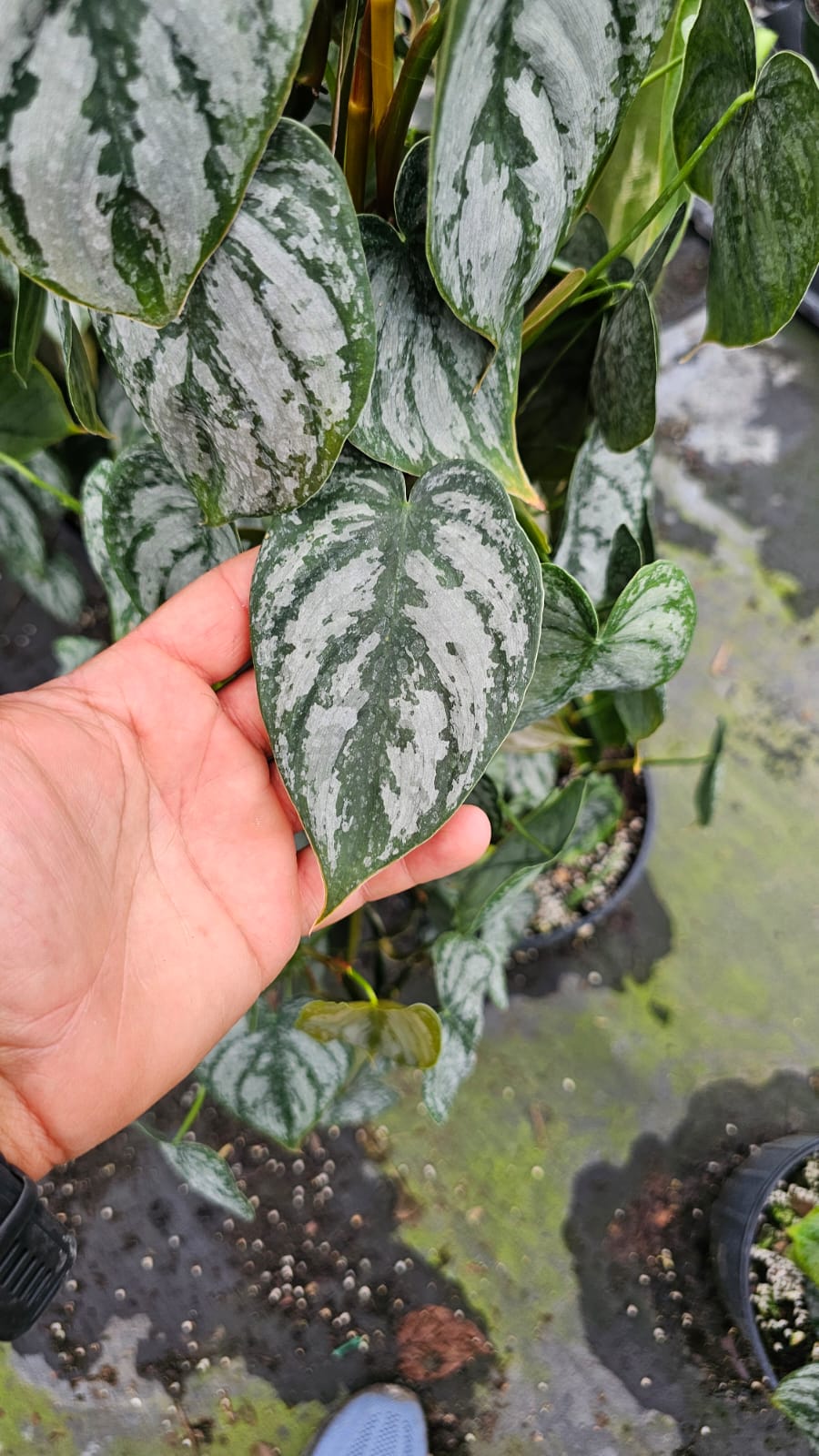 Philodendron Brandtianum 3 Gallon Large Plant Totem Pole