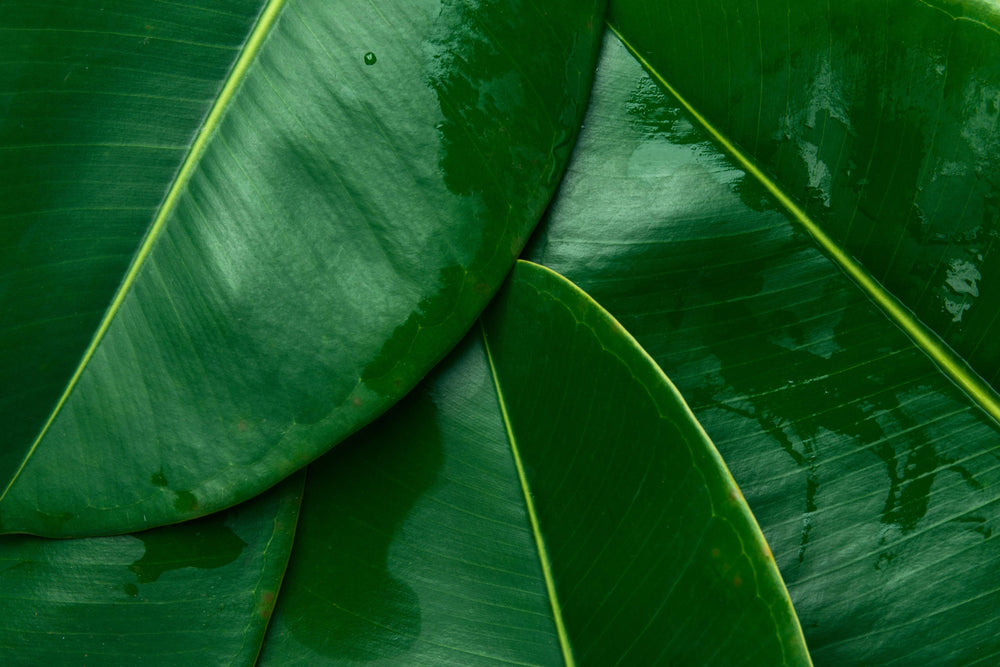 Collections – Edens Tropical