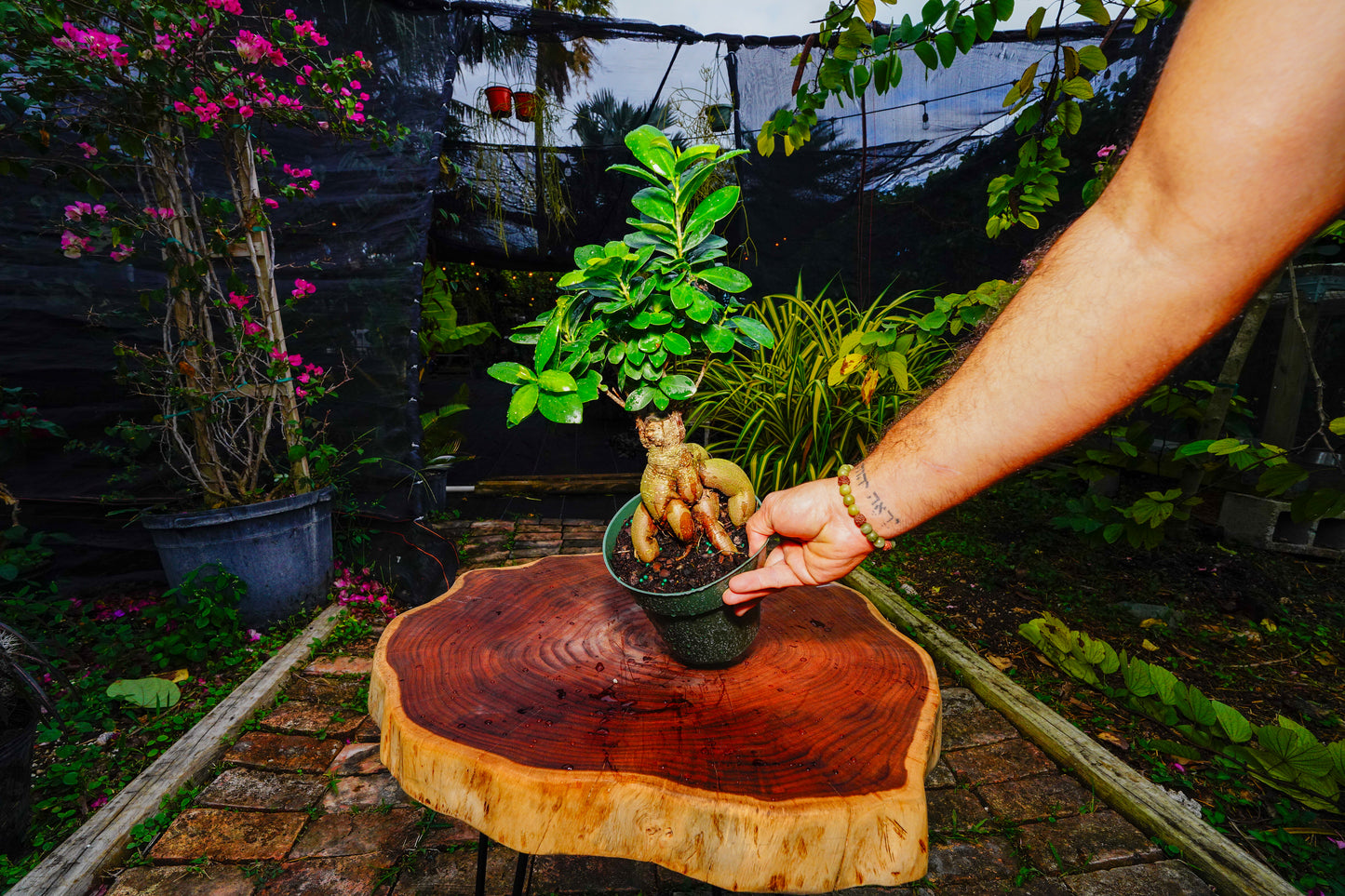 Japanese Ginseng Ficus Bonsai - 6" Pot