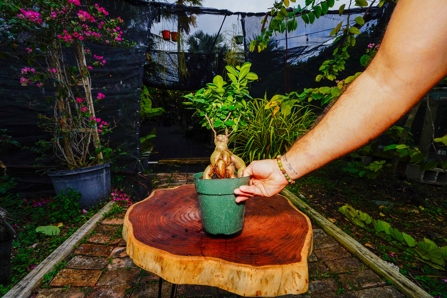 Japanese Ginseng Ficus Bonsai - 6" Pot