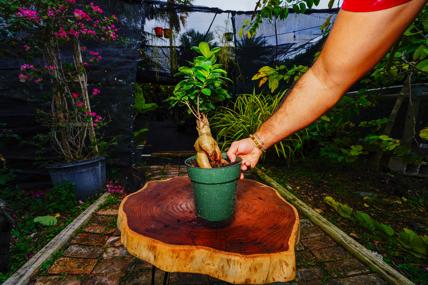 Japanese Ginseng Ficus Bonsai - 6" Pot