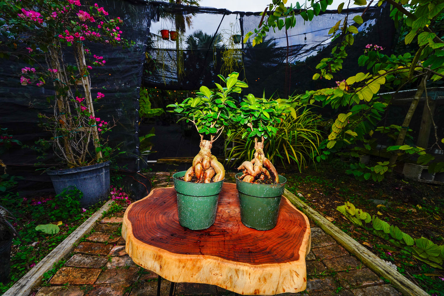 Japanese Ginseng Ficus Bonsai - 6" Pot