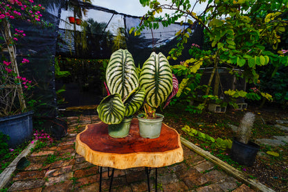 Large Alocasia Cuprea 6" Pot