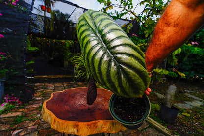Large Alocasia Cuprea 6" Pot