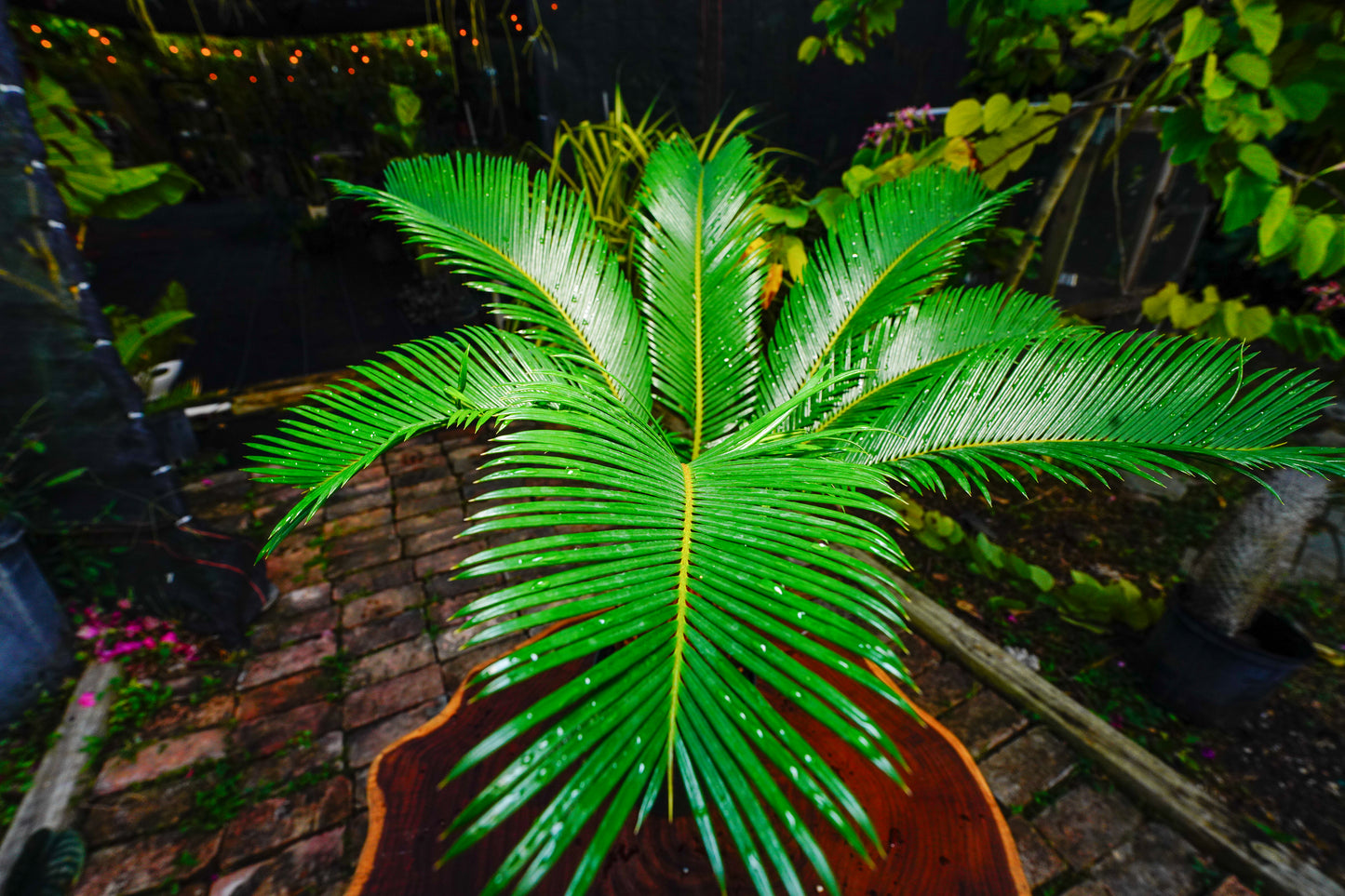 Large King Sago Cycad 6" Pot