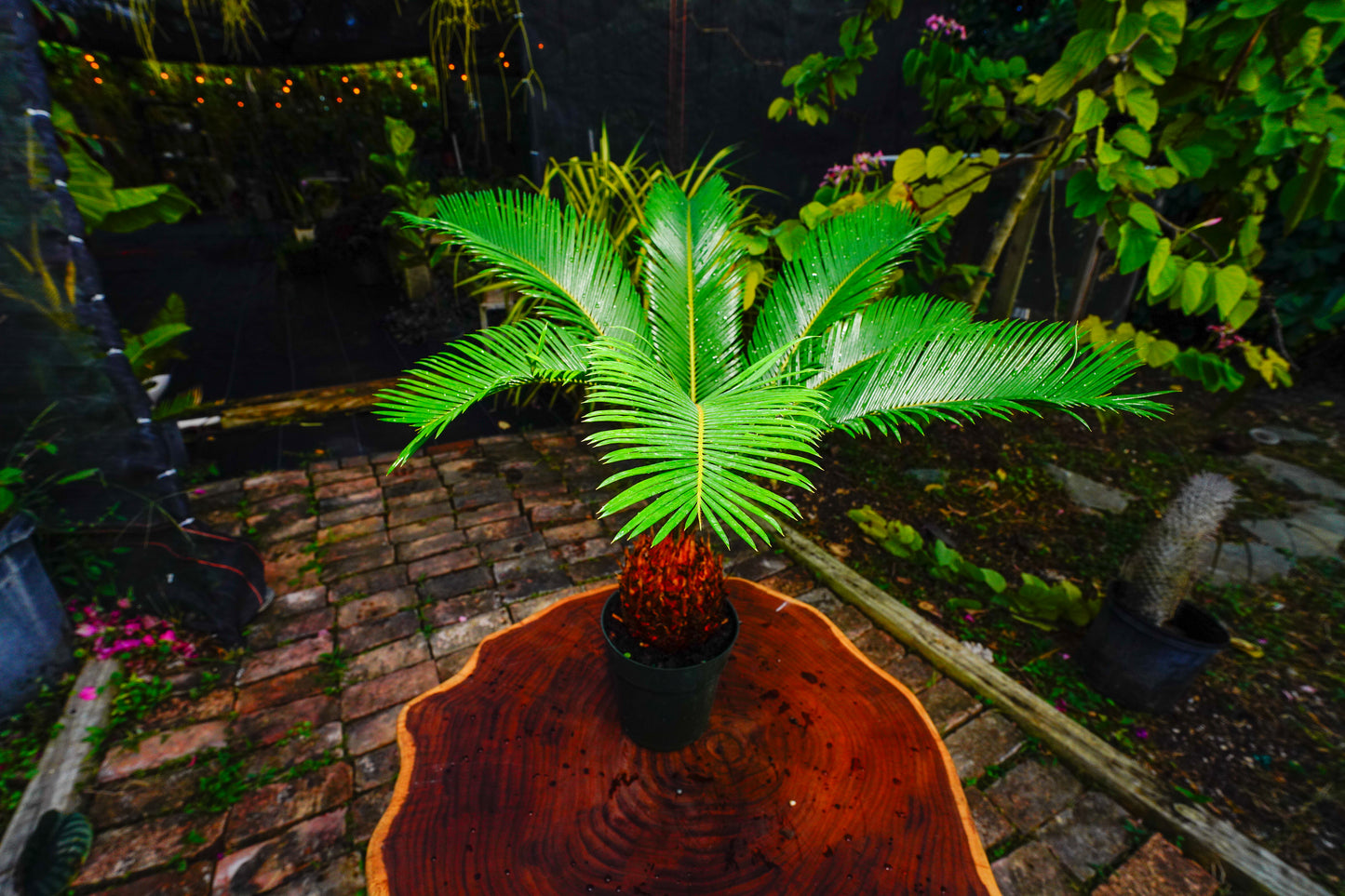 Large King Sago Cycad 6" Pot