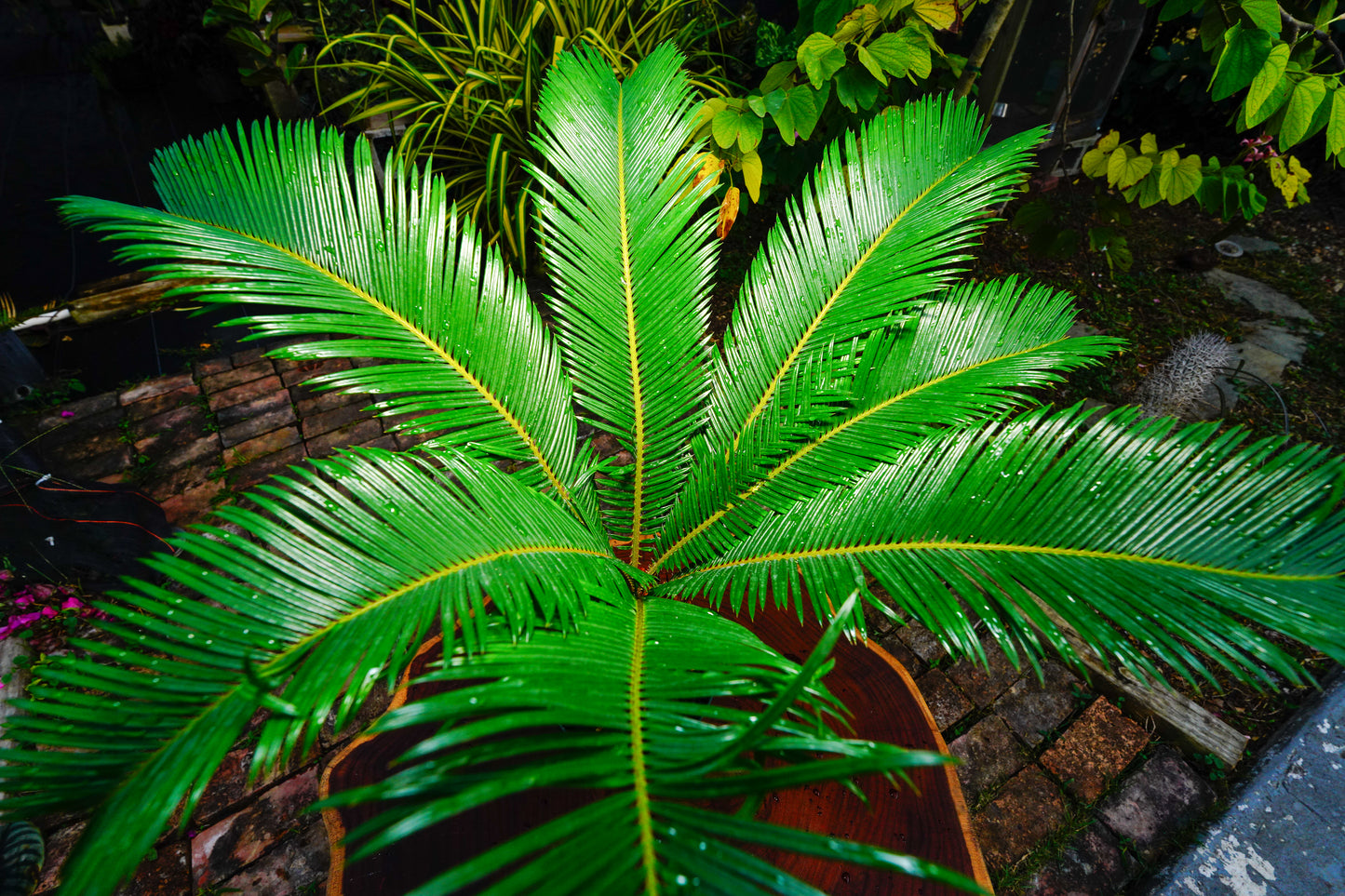 Large King Sago Cycad 6" Pot