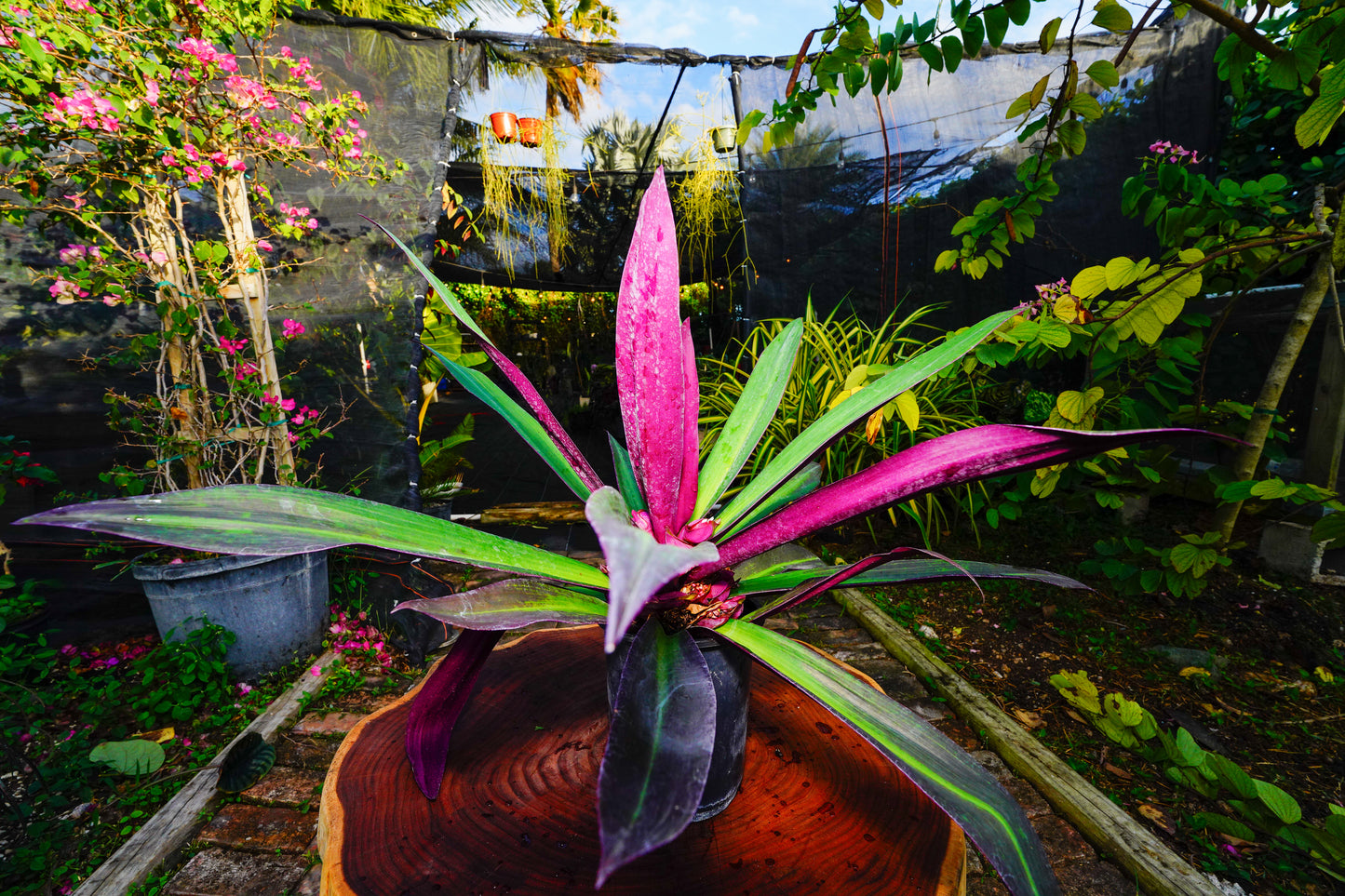 Tradescantia spathacea (Oyster Plant)