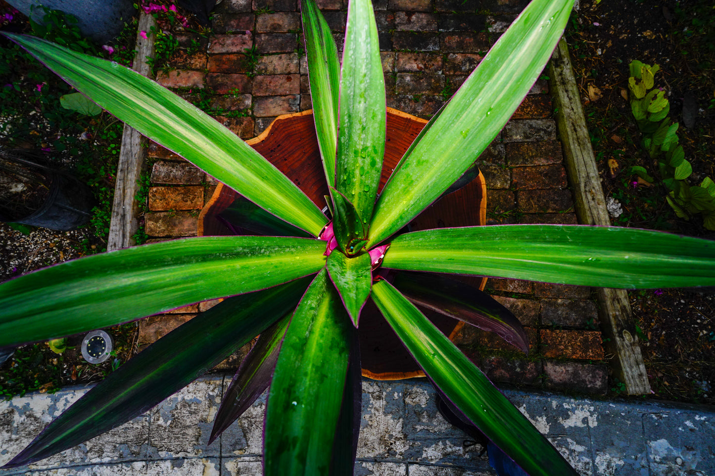 Tradescantia spathacea (Oyster Plant)