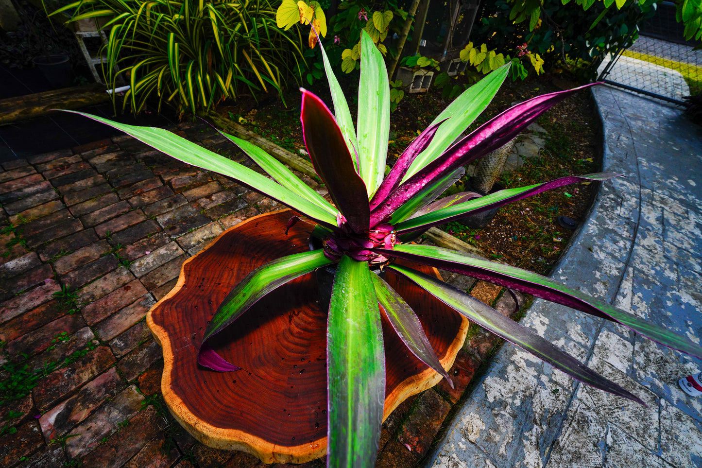 Tradescantia spathacea (Oyster Plant)