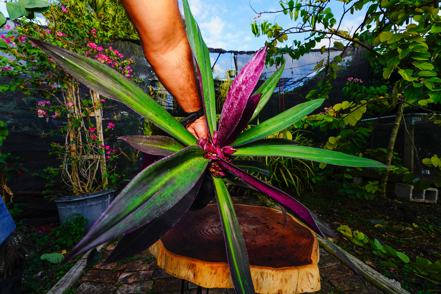 Tradescantia spathacea (Oyster Plant)