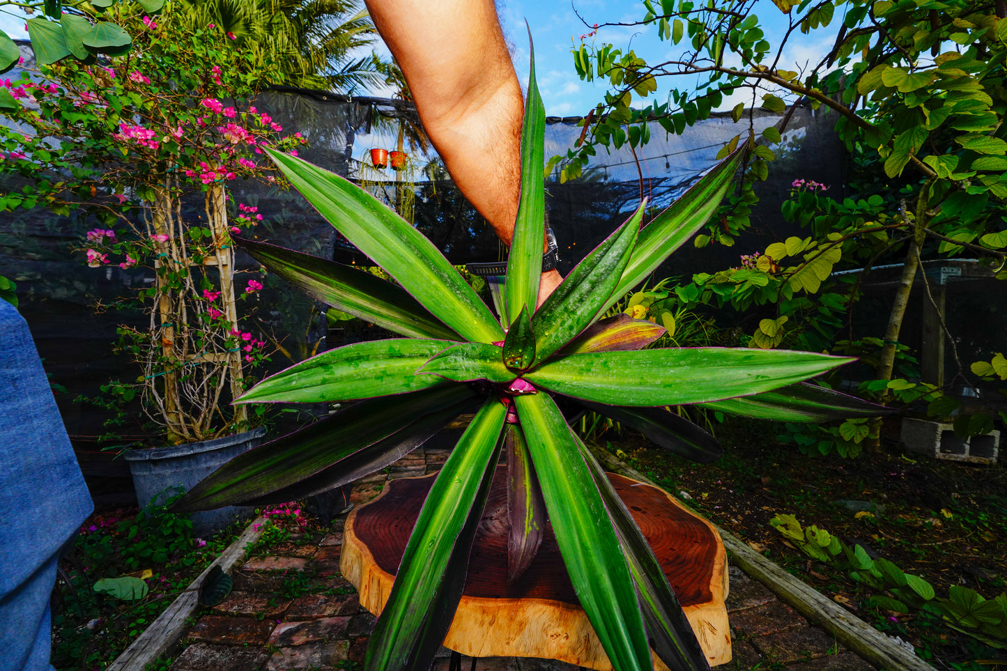 Tradescantia spathacea (Oyster Plant)