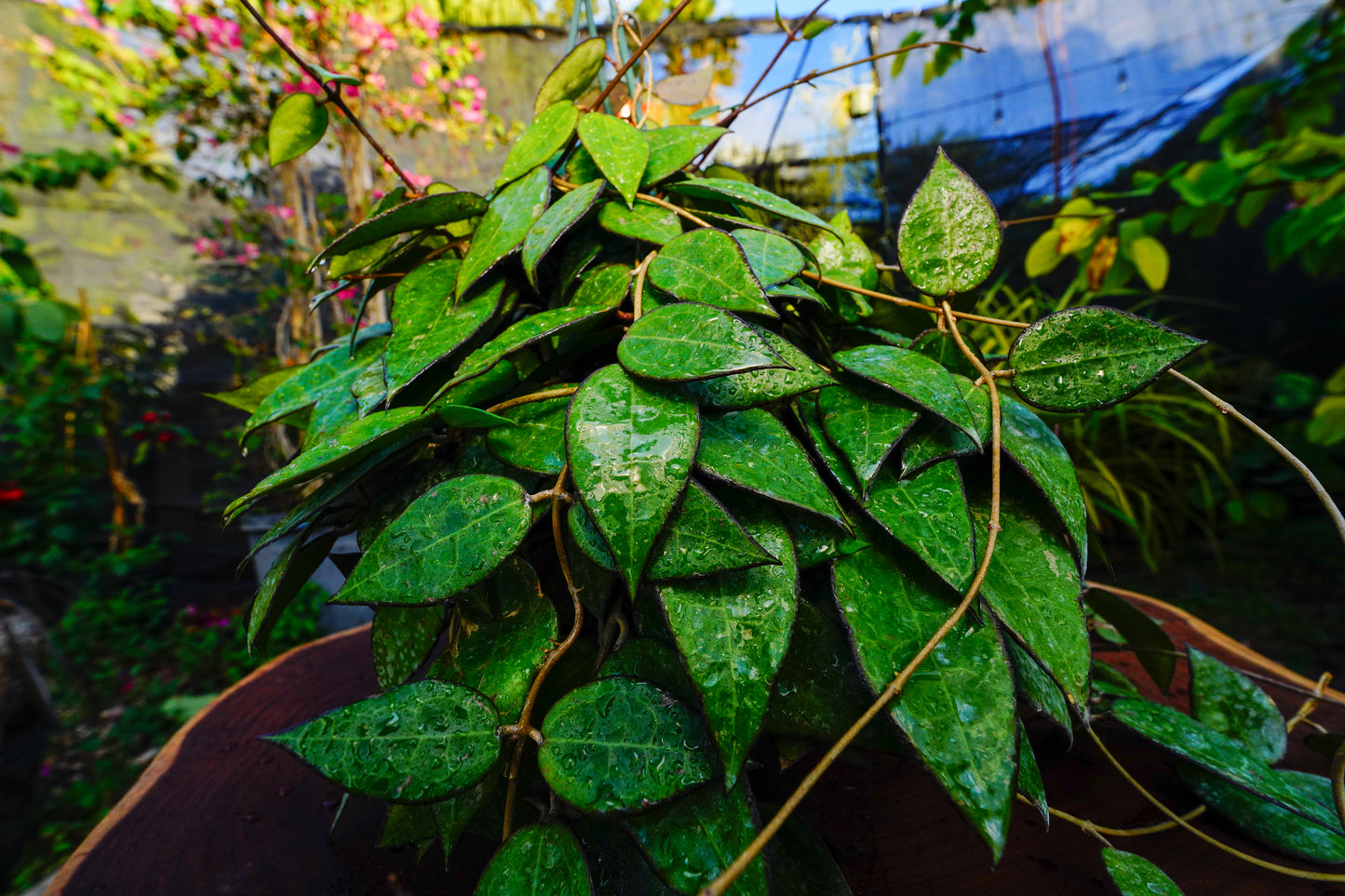 Large  Hoya Black Margin Hanging Basket