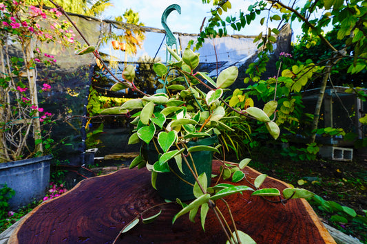 Large  Hoya Crimson Queen  Variegated Hanging Basket