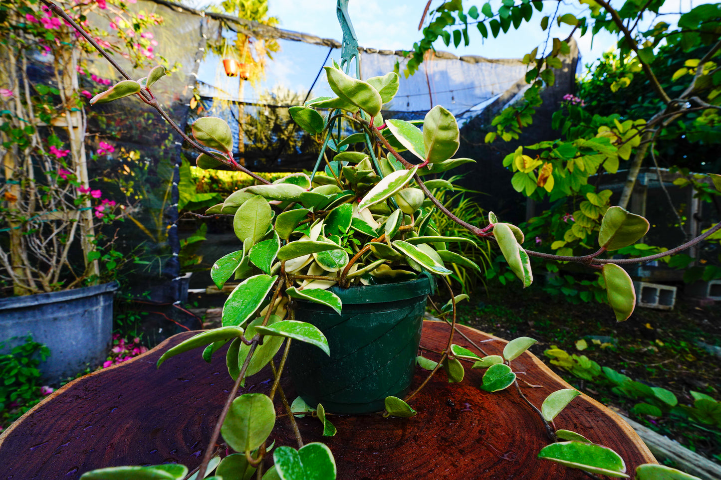 Large  Hoya Crimson Queen  Variegated Hanging Basket