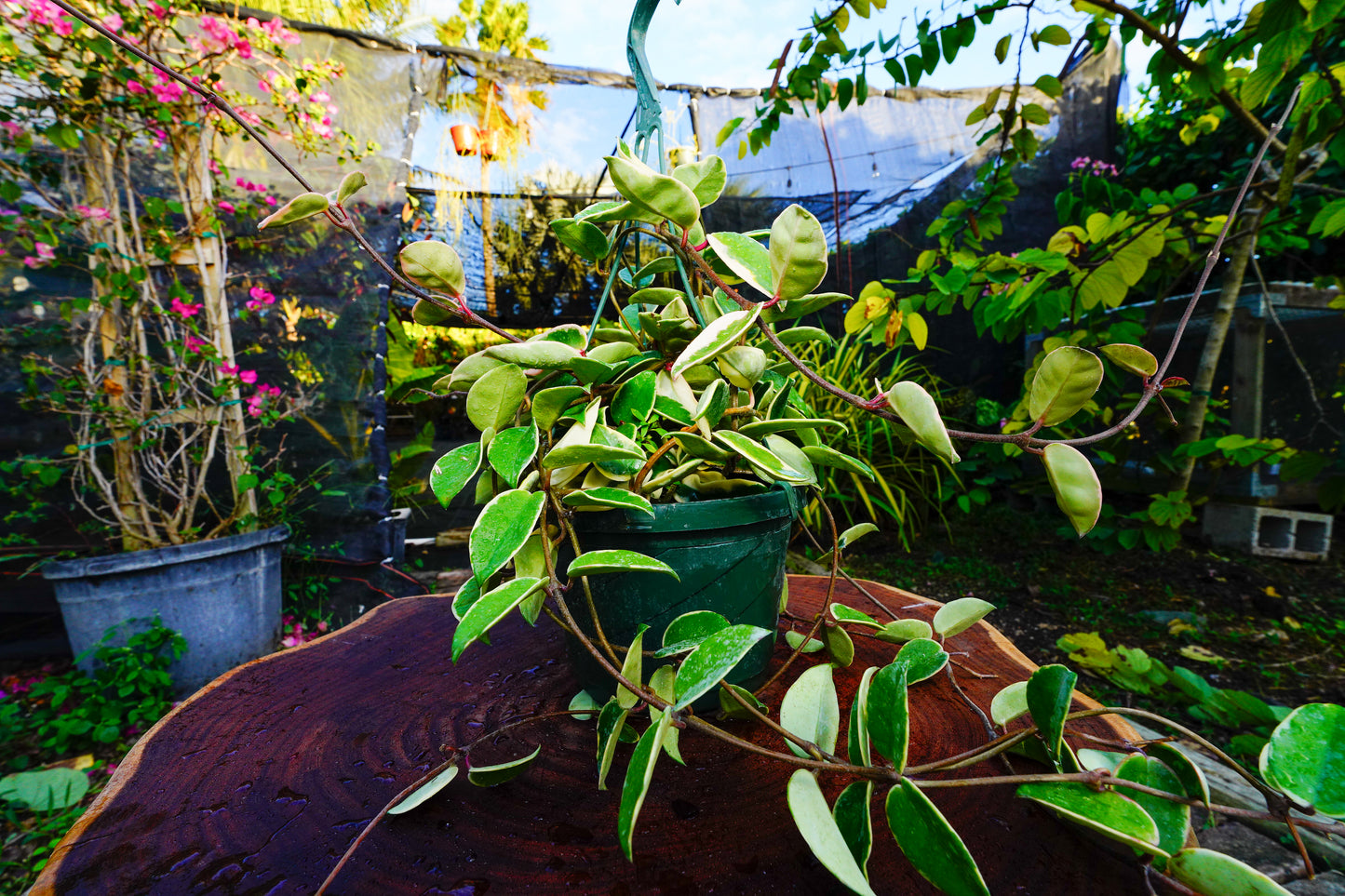 Large  Hoya Crimson Queen  Variegated Hanging Basket