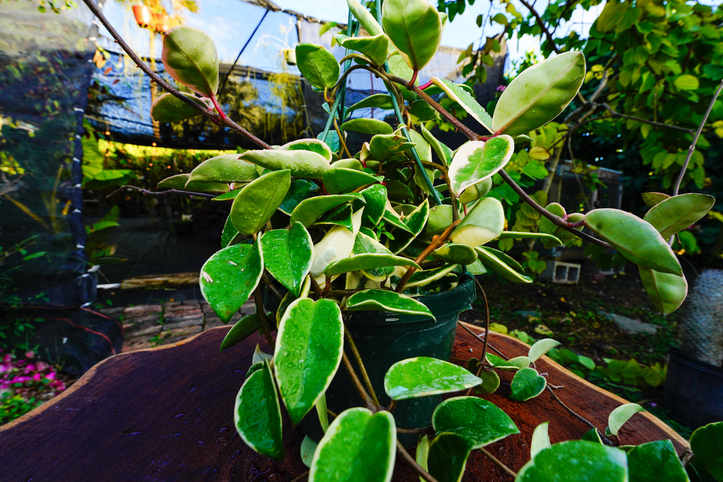 Large  Hoya Crimson Queen  Variegated Hanging Basket