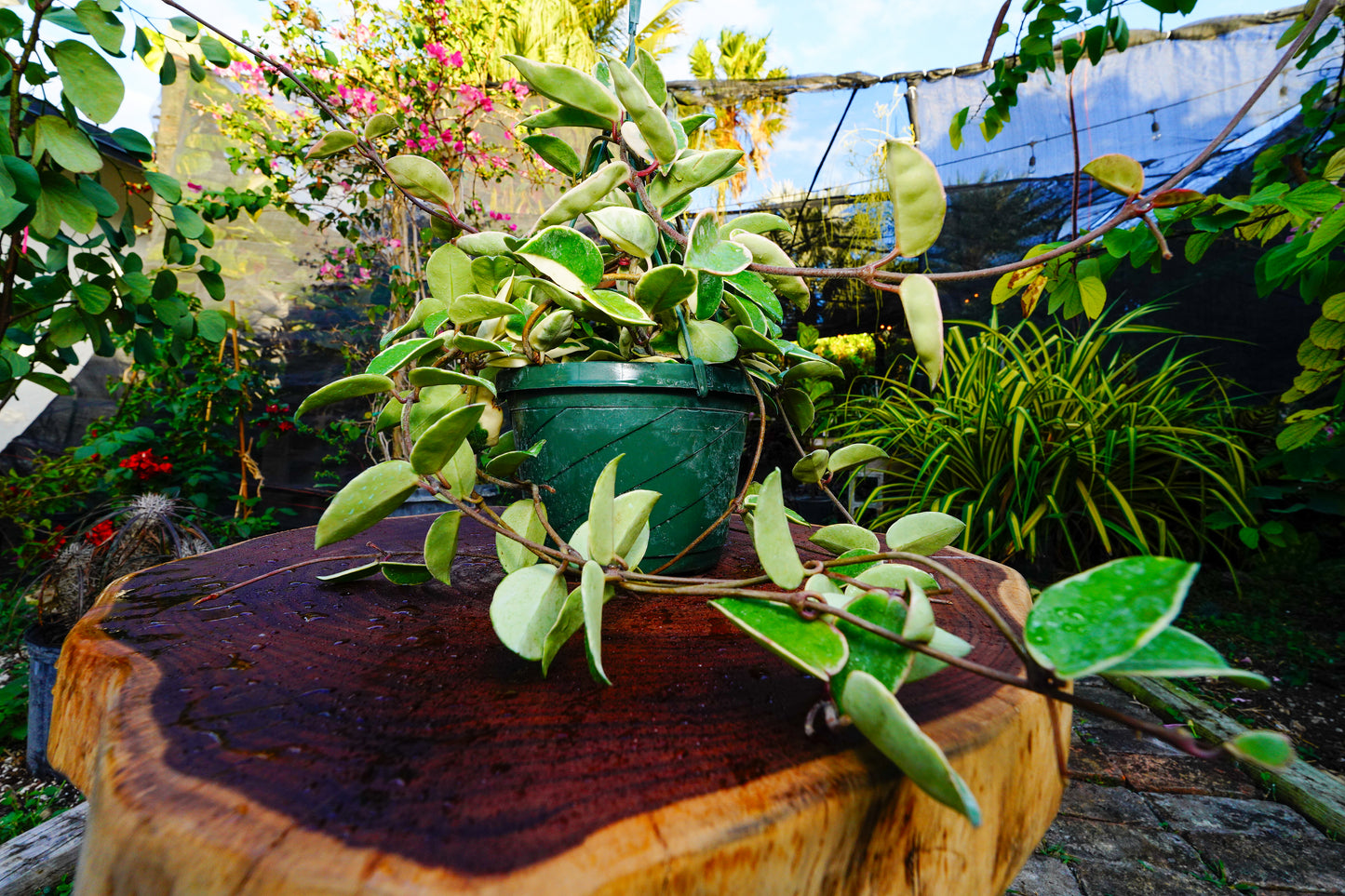 Large  Hoya Crimson Queen  Variegated Hanging Basket