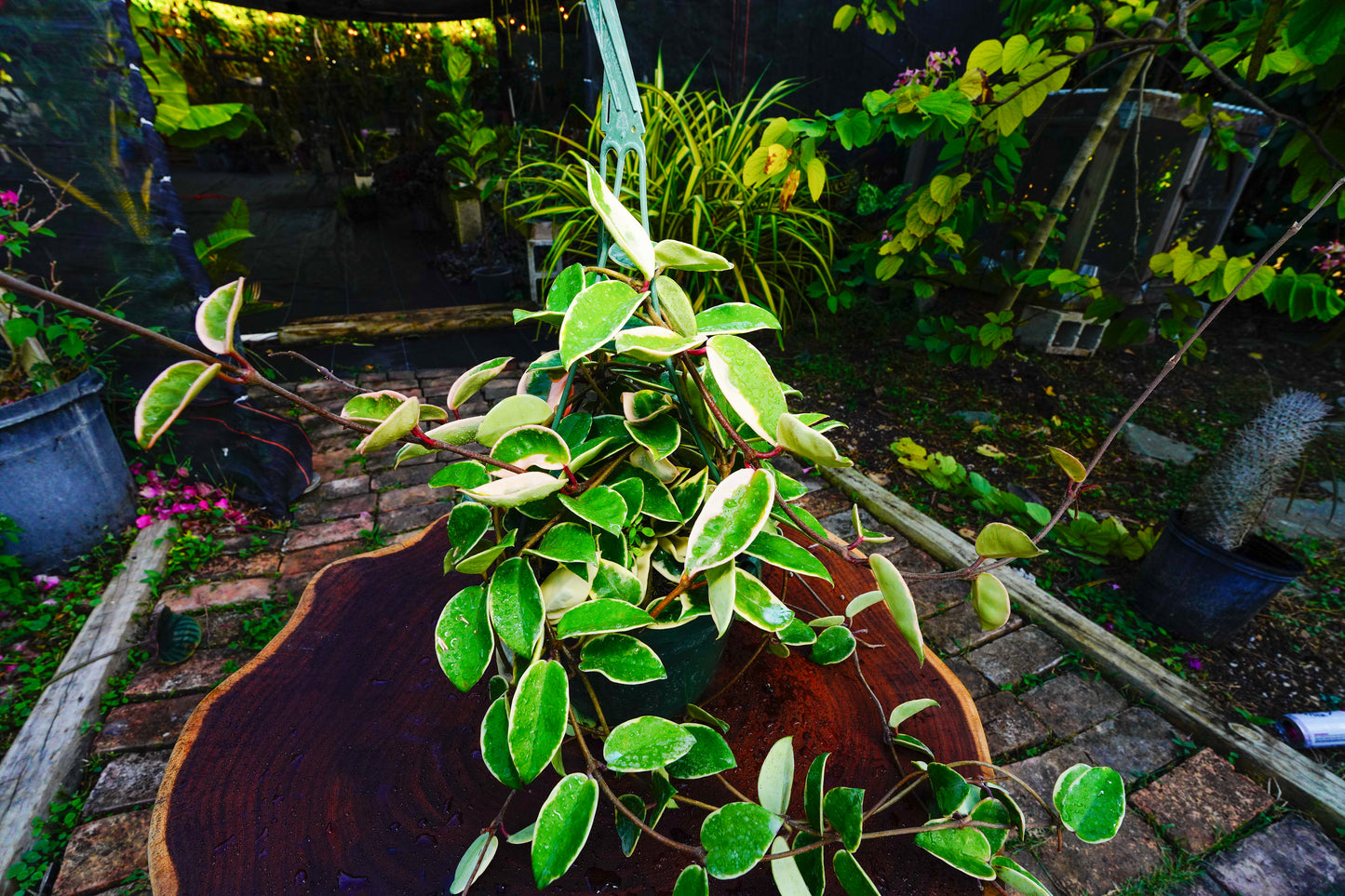 Large  Hoya Crimson Queen  Variegated Hanging Basket