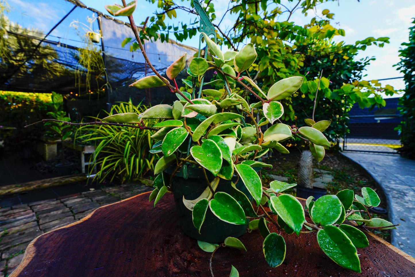 Large  Hoya Crimson Queen  Variegated Hanging Basket