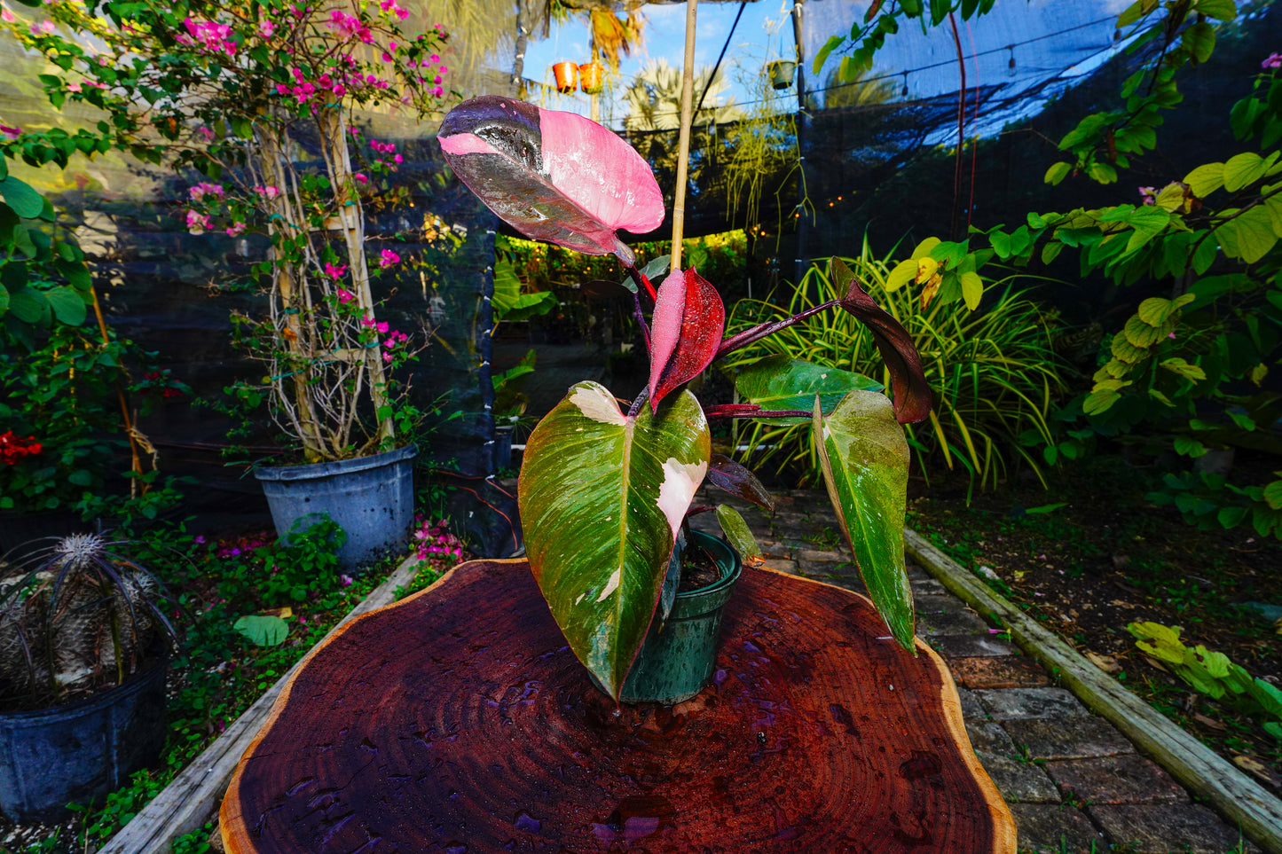 Large Philodendron Pink Princess 6" Pot