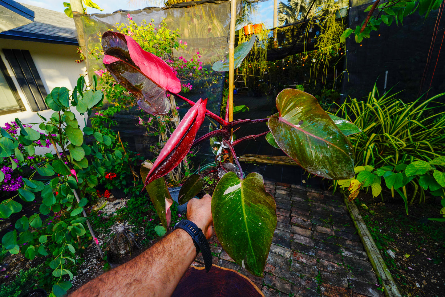 Large Philodendron Pink Princess 6" Pot