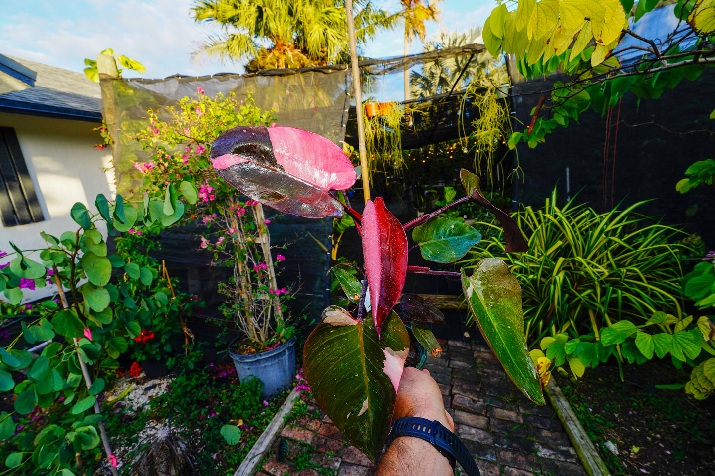 Large Philodendron Pink Princess 6" Pot