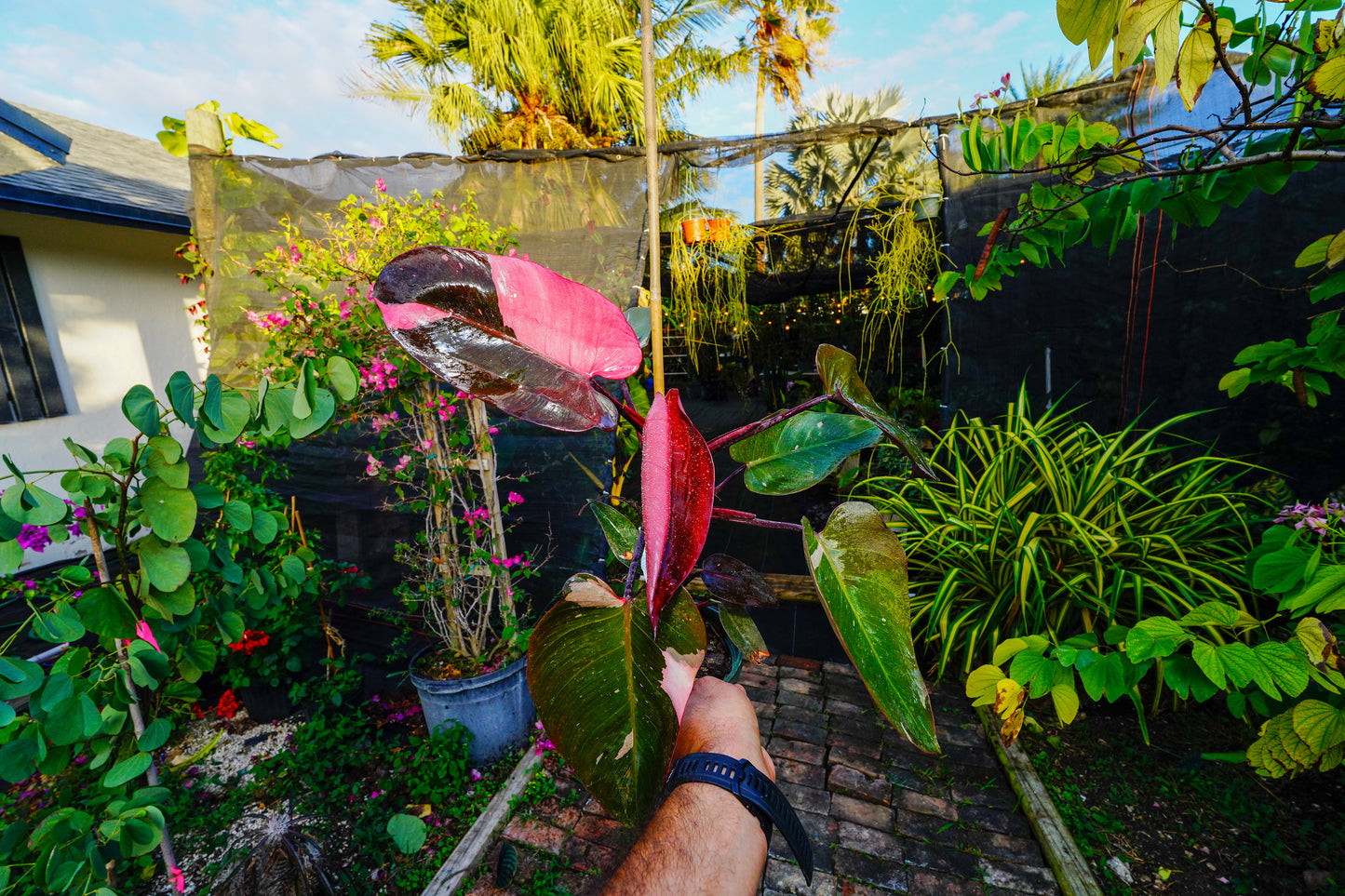 Large Philodendron Pink Princess 6" Pot