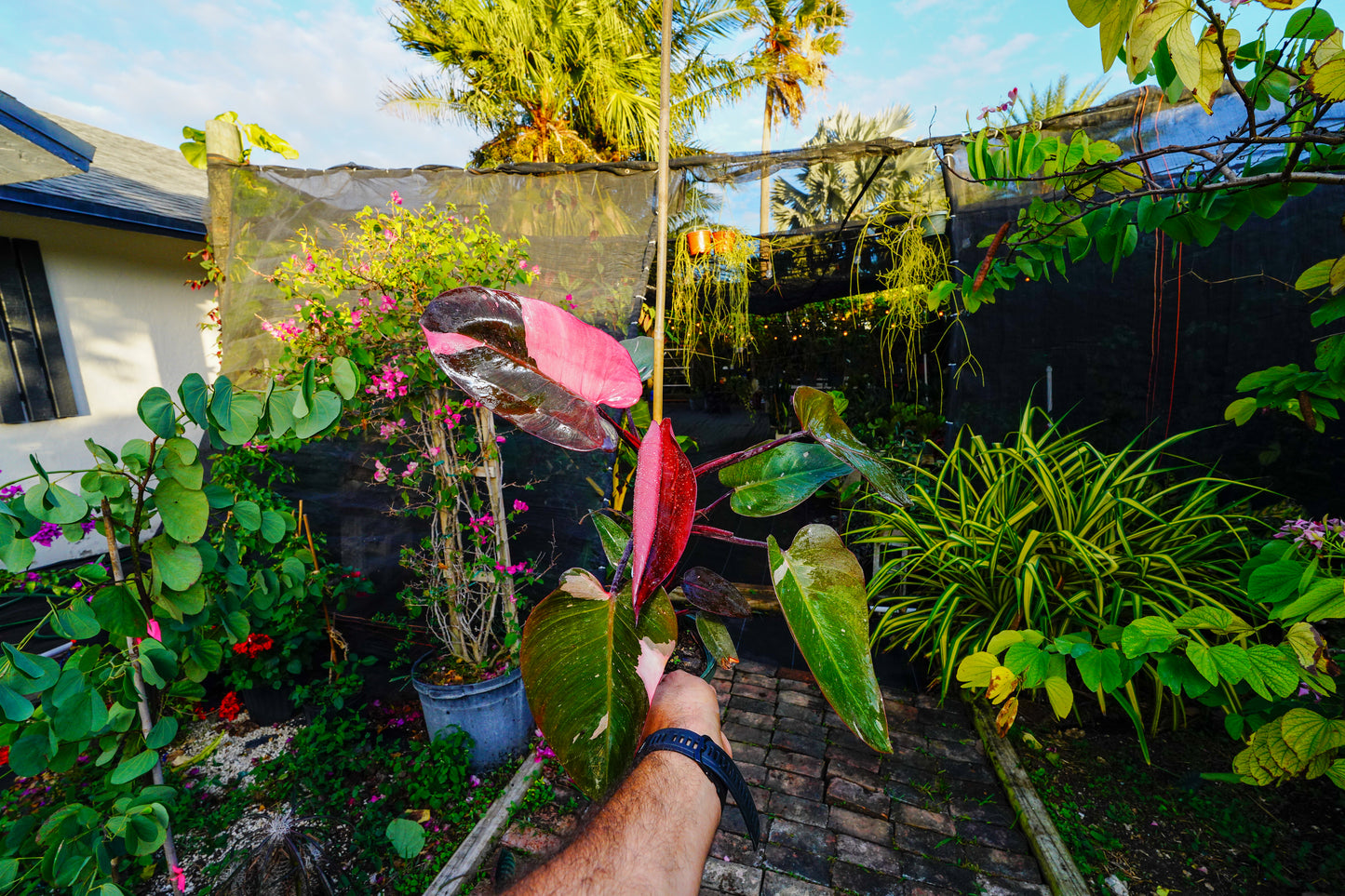 Large Philodendron Pink Princess 6" Pot