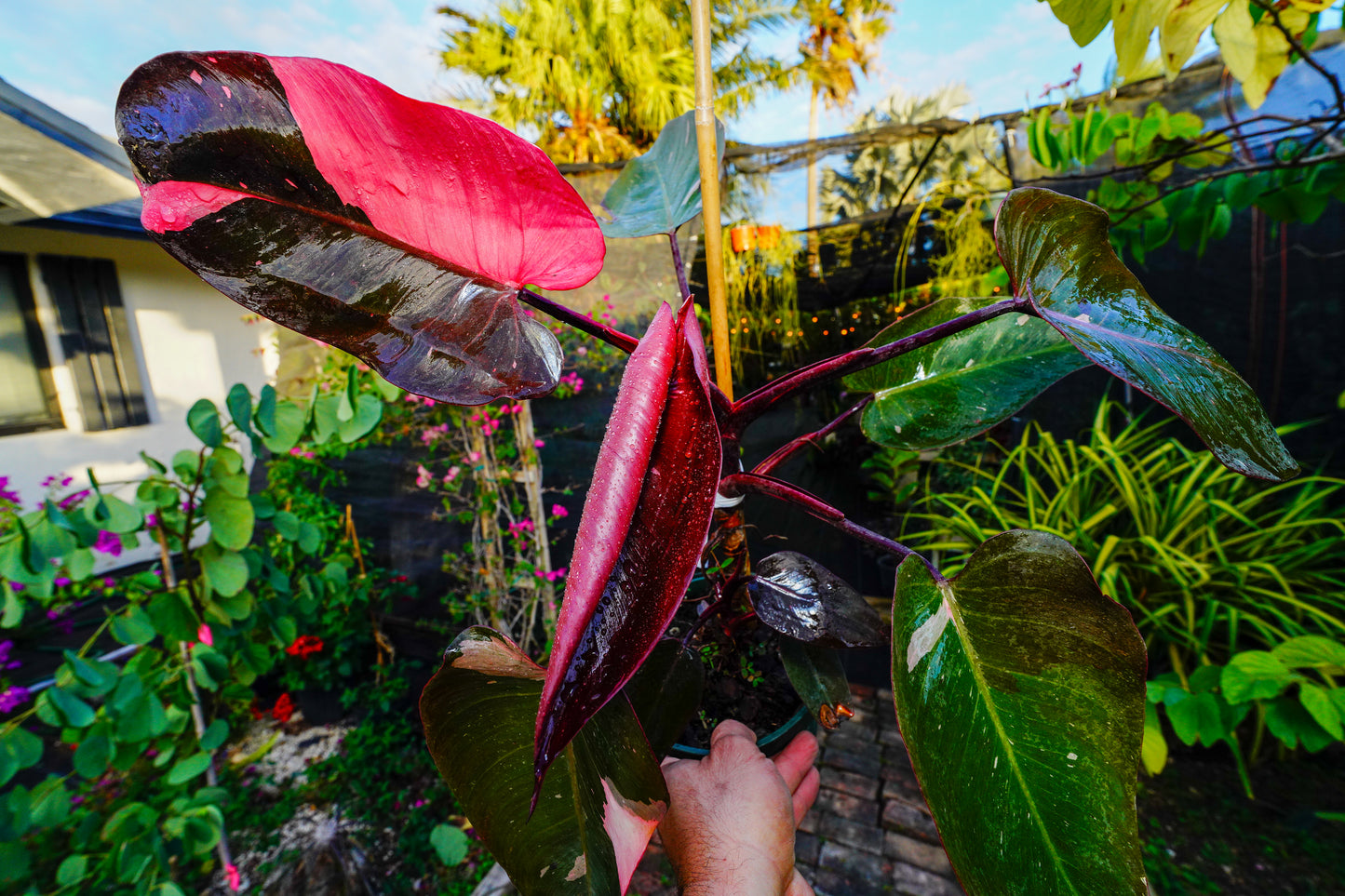 Large Philodendron Pink Princess 6" Pot