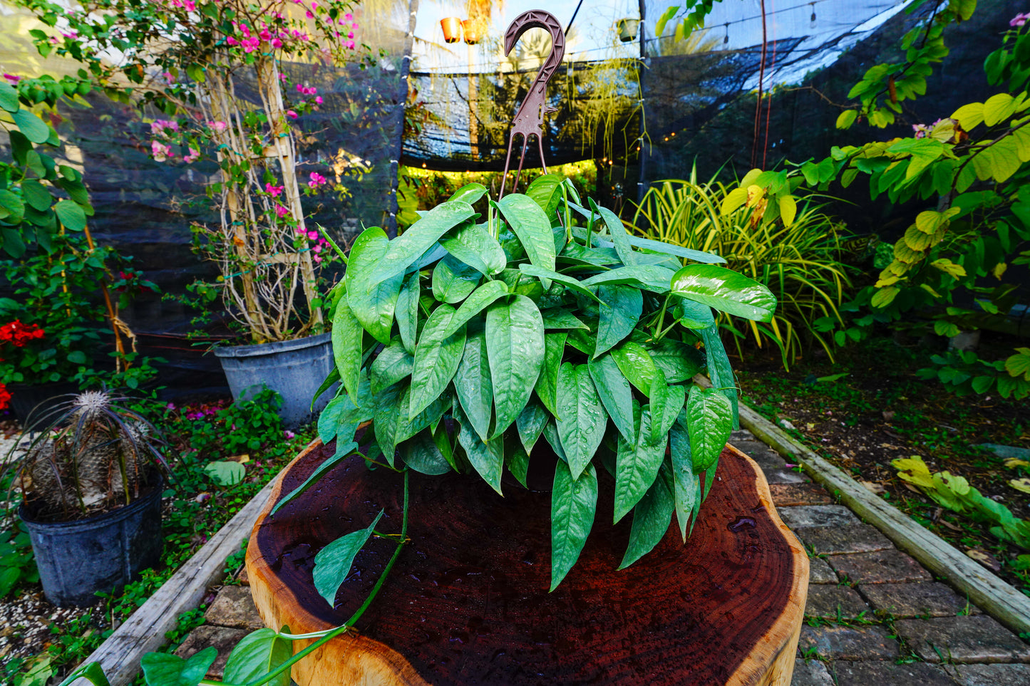 Cebu Blue Hanging Basket