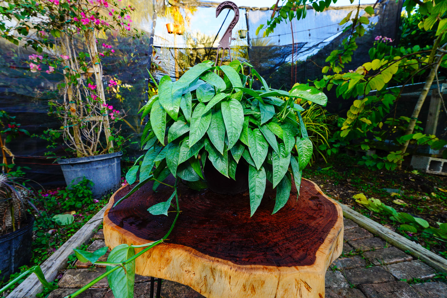 Cebu Blue Hanging Basket